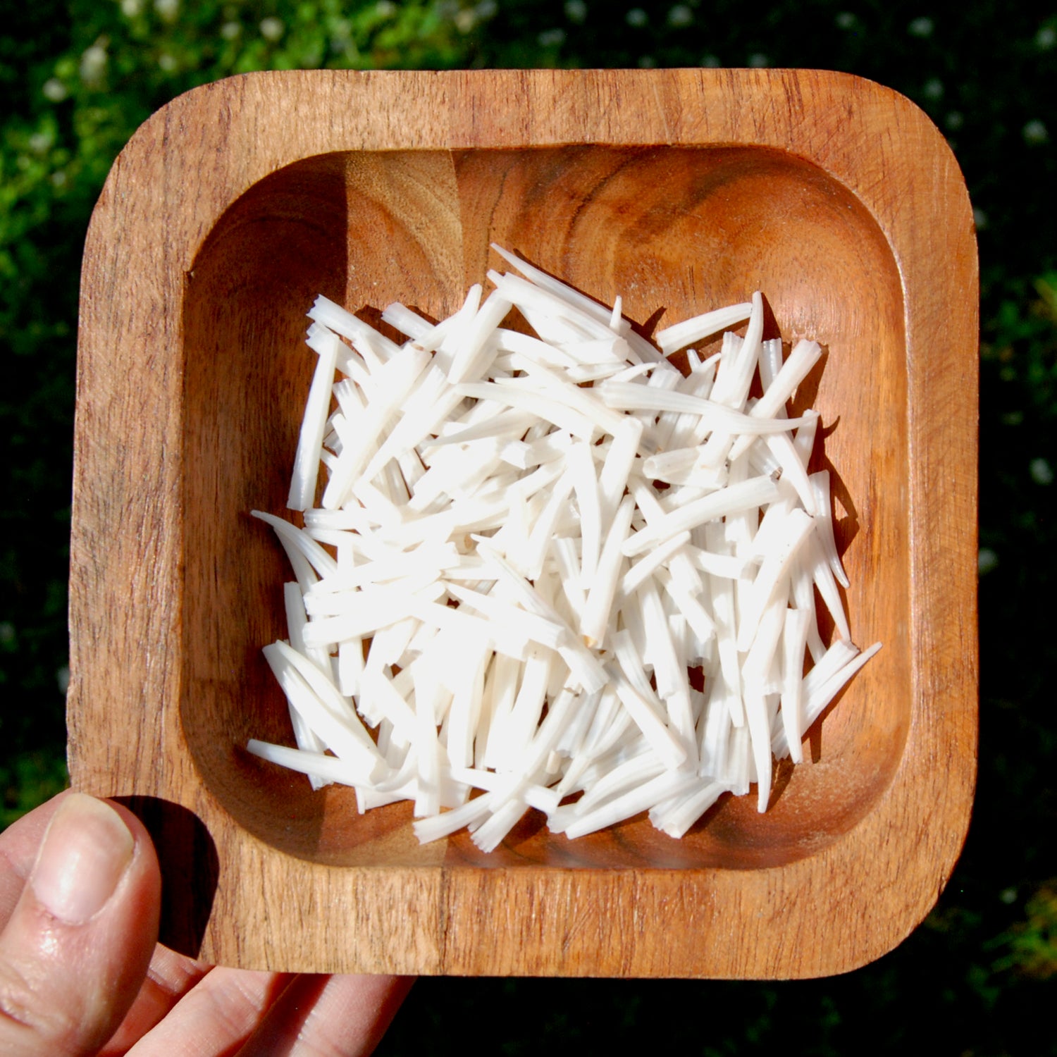 Dentalium Shells, Natural Tusk Shell