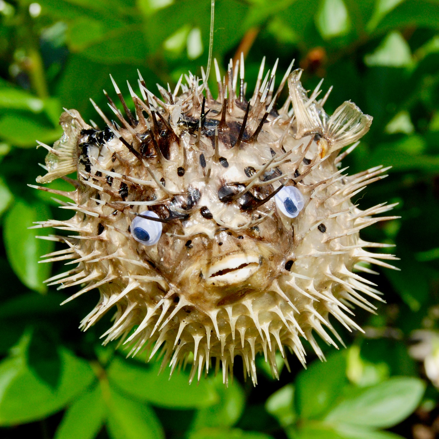Dried Puffer Fish Specimen, Dried Porcupine Fish Specimen