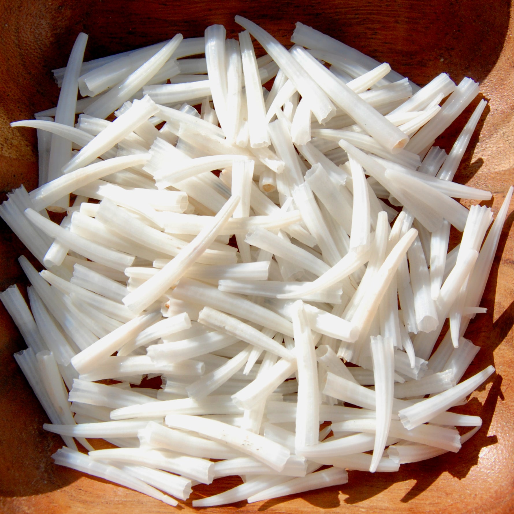 Dentalium Shells, Natural Tusk Shell