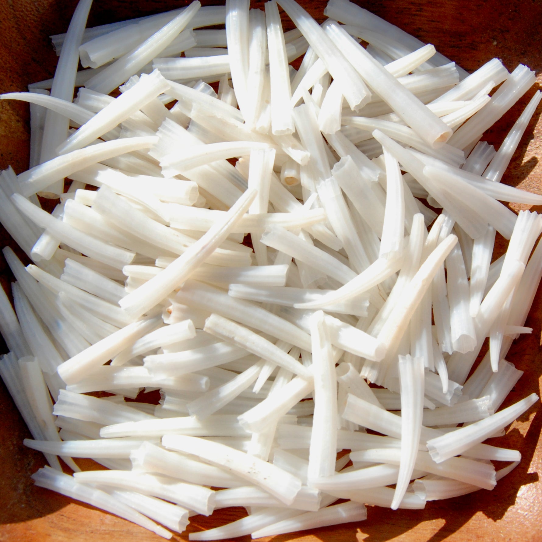 Dentalium Shells, Natural Tusk Shell