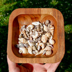 Tiny Seashell Mix