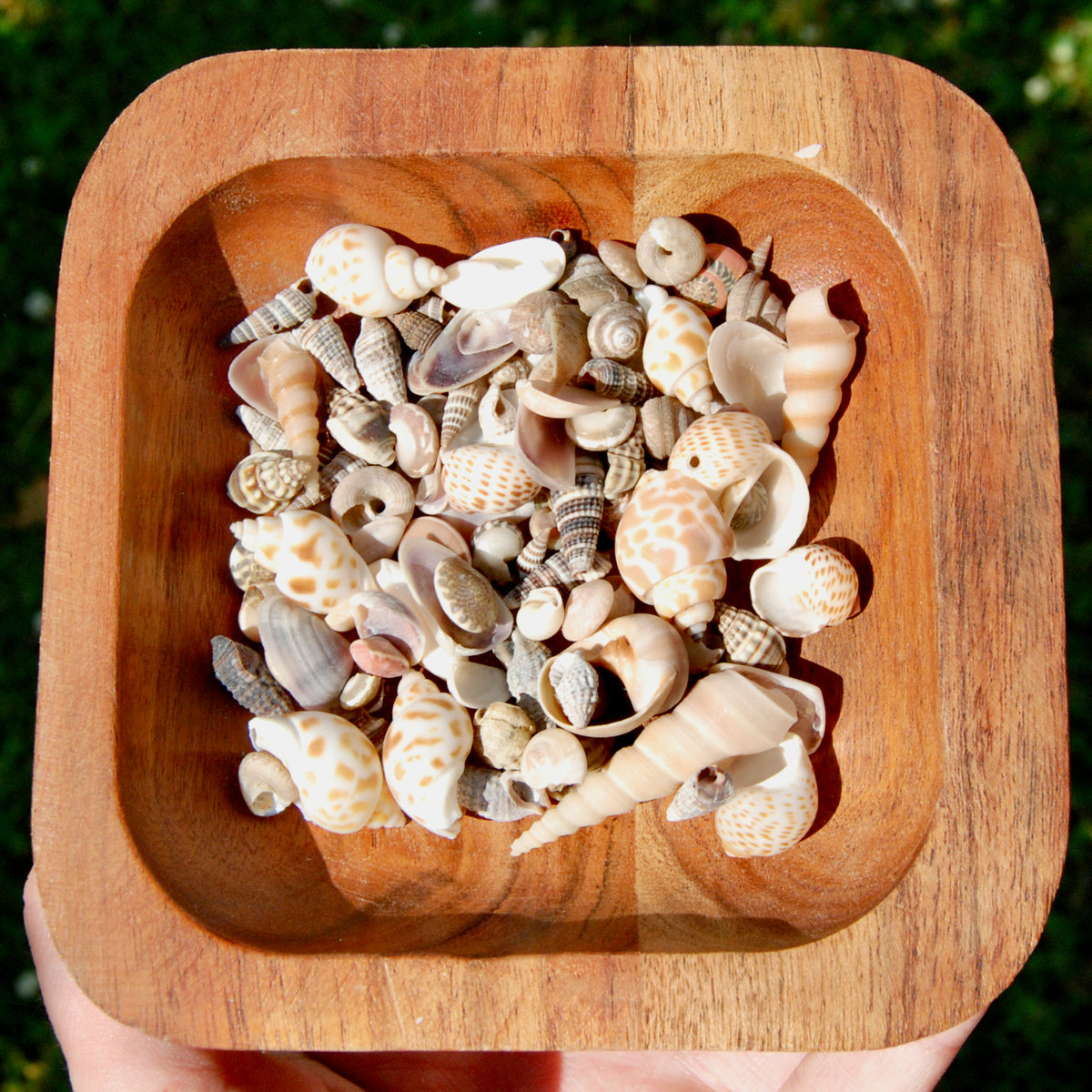 Tiny Seashell Mix
