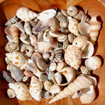 Tiny Seashell Mix