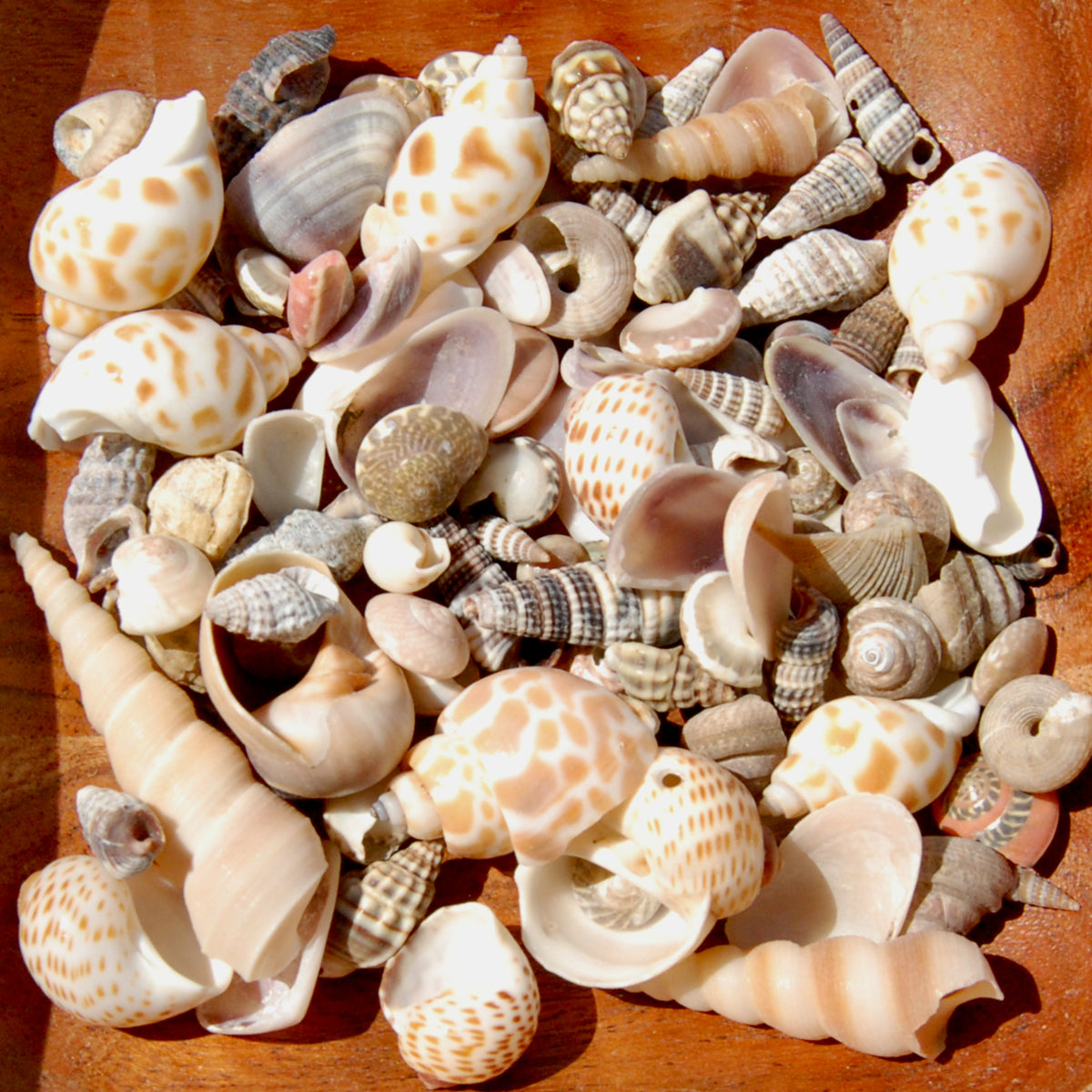 Tiny Seashell Mix