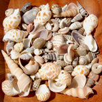 Tiny Seashell Mix