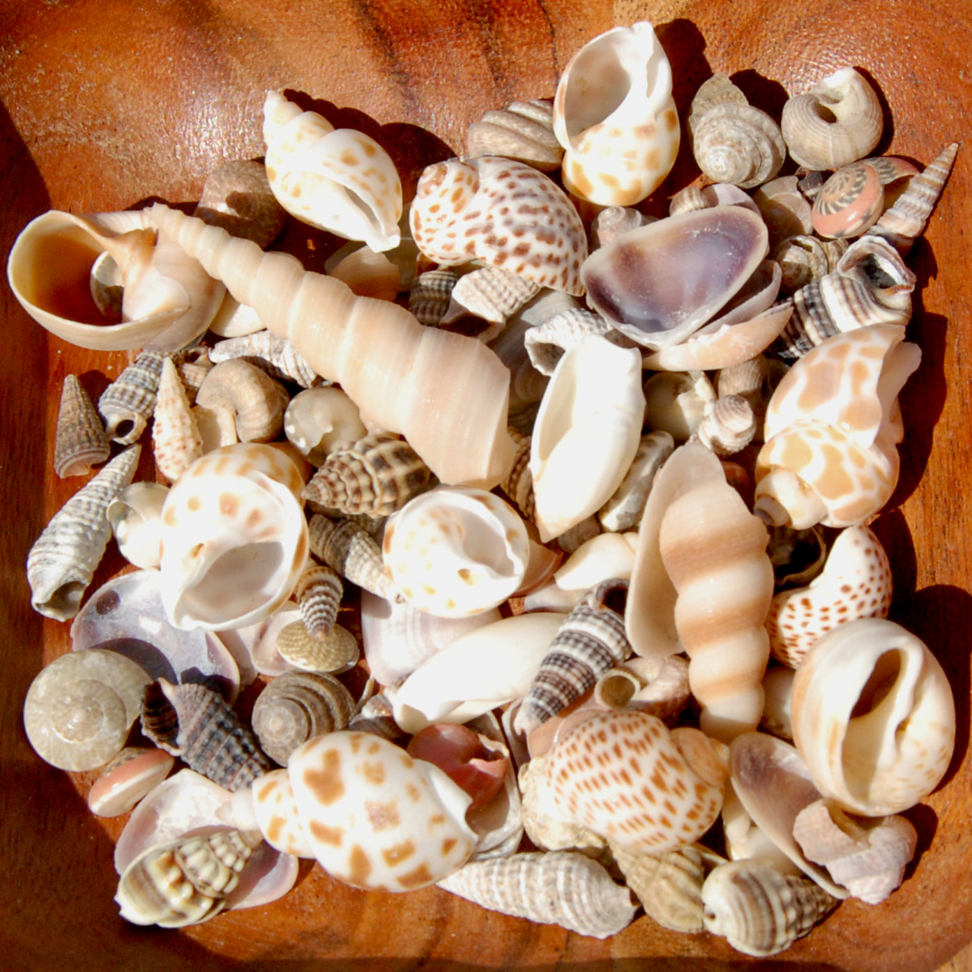 Tiny Seashell Mix