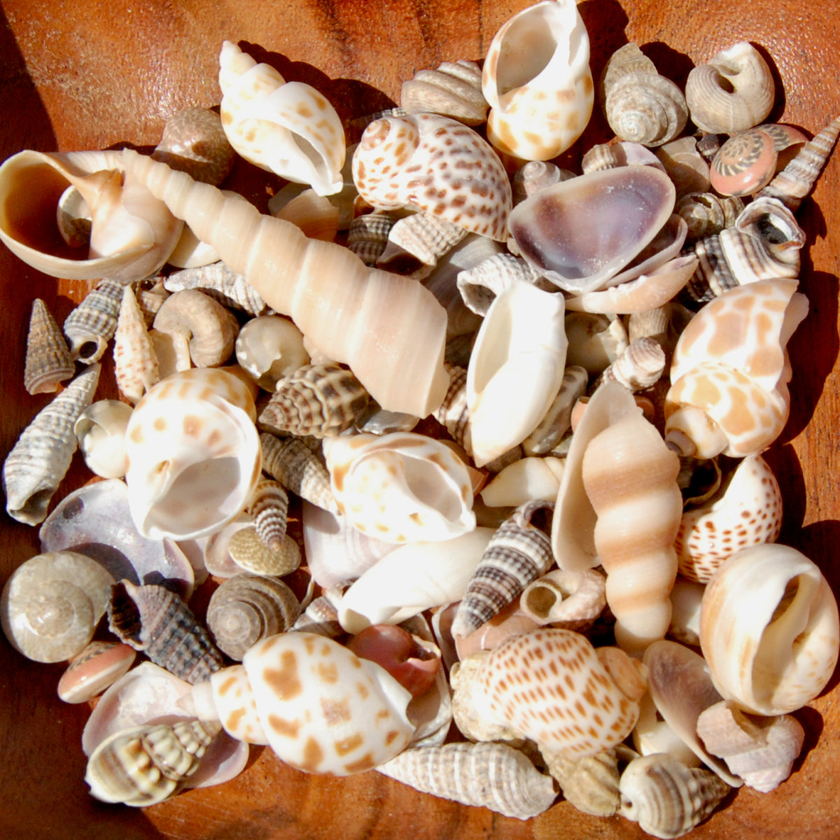 Tiny Seashell Mix