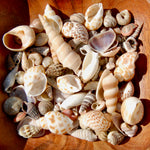 Tiny Seashell Mix