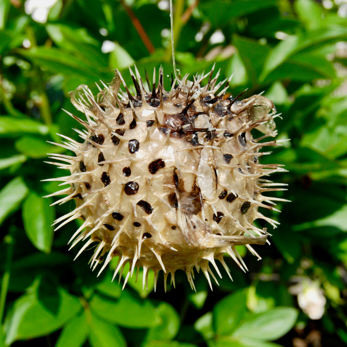 Dried Puffer Fish Specimen, Dried Porcupine Fish Specimen
