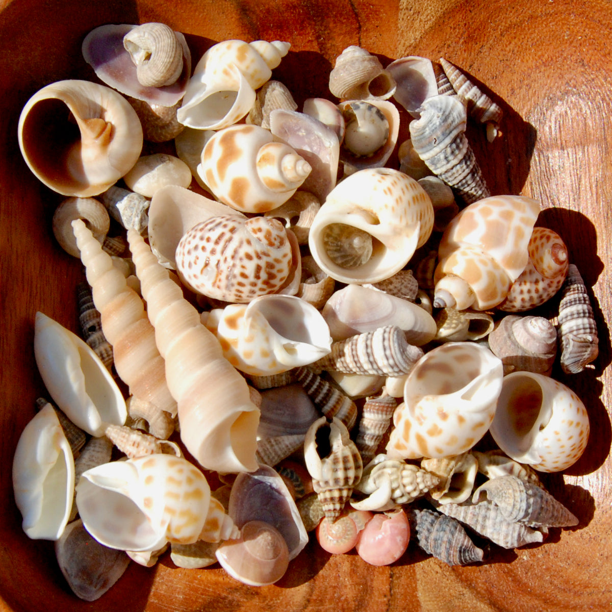 Tiny Seashell Mix