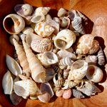 Tiny Seashell Mix