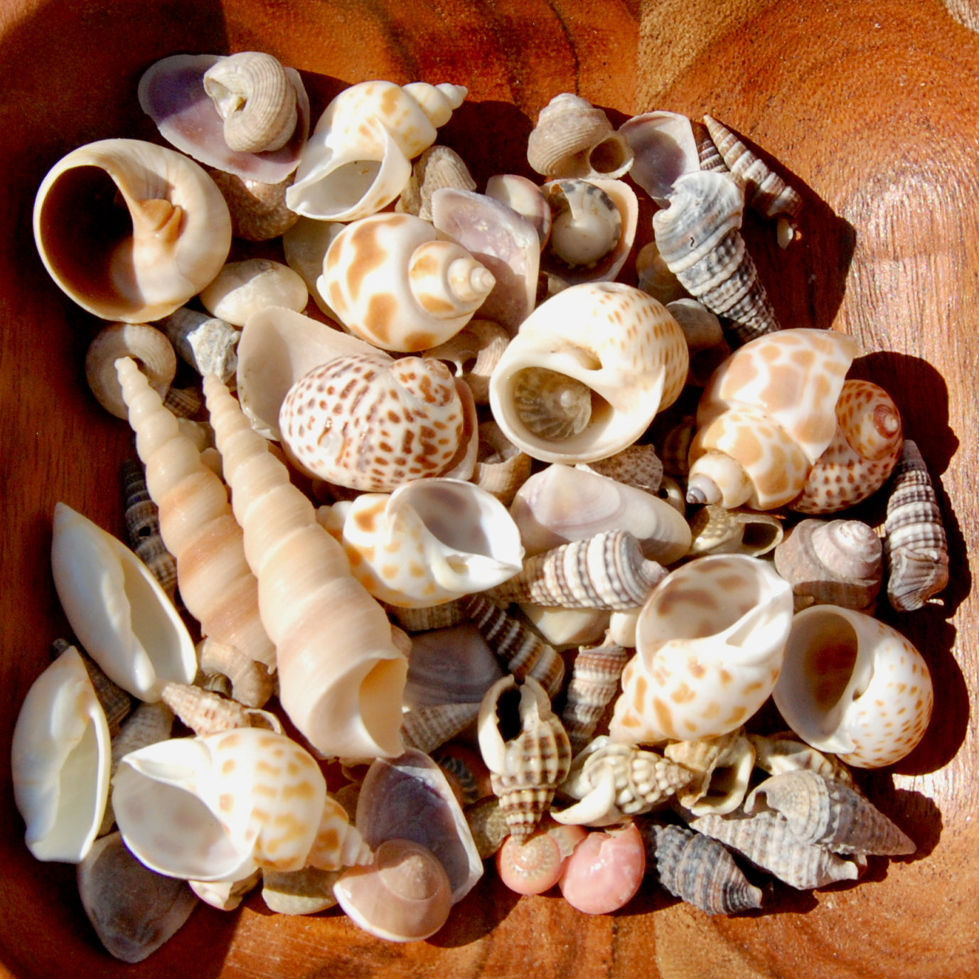 Tiny Seashell Mix