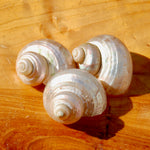 Pearlized Turbo Shell, Polished Mother of Pearl Seashell