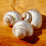 Pearlized Turbo Shell, Polished Mother of Pearl Seashell
