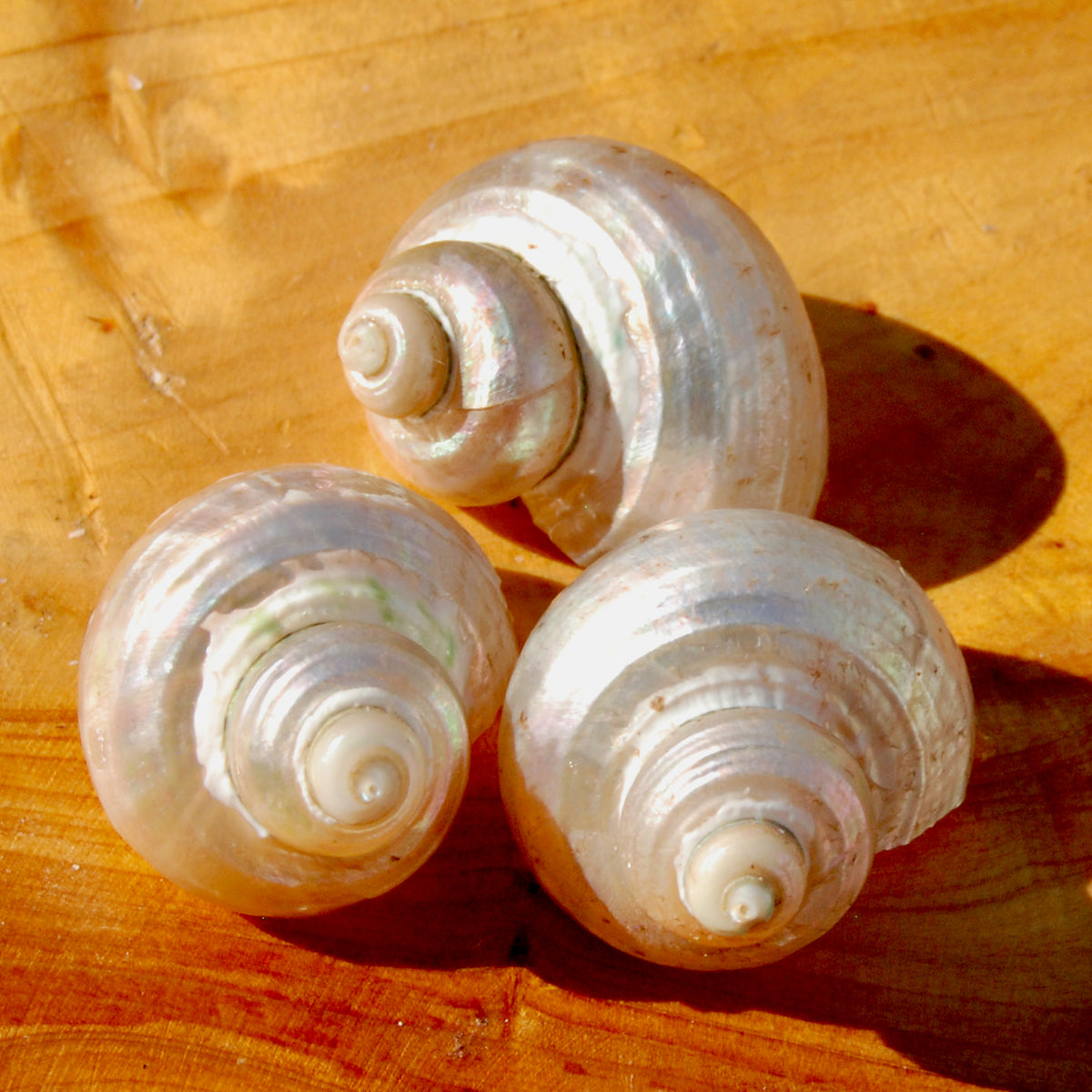Pearlized Turbo Shell, Polished Mother of Pearl Seashell