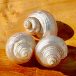 Pearlized Turbo Shell, Polished Mother of Pearl Seashell