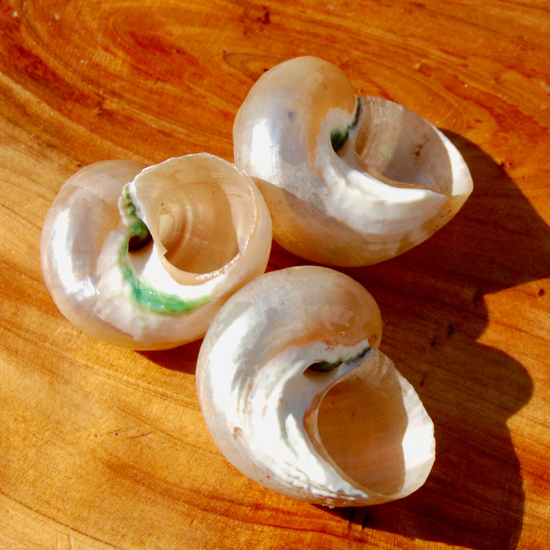 Pearlized Turbo Shell, Polished Mother of Pearl Seashell