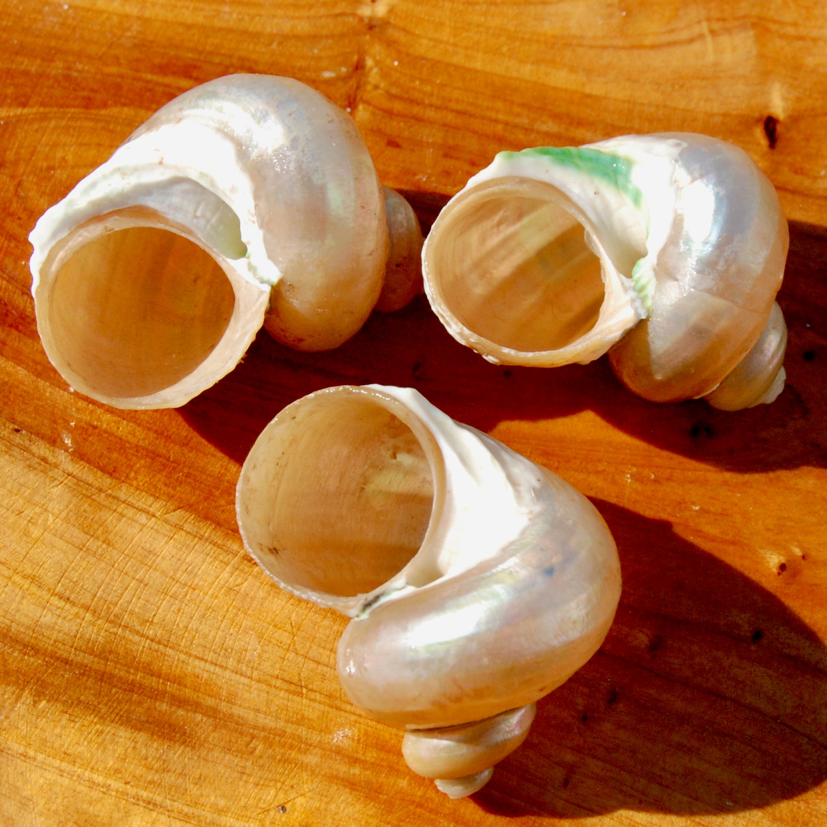 Pearlized Turbo Shell, Polished Mother of Pearl Seashell