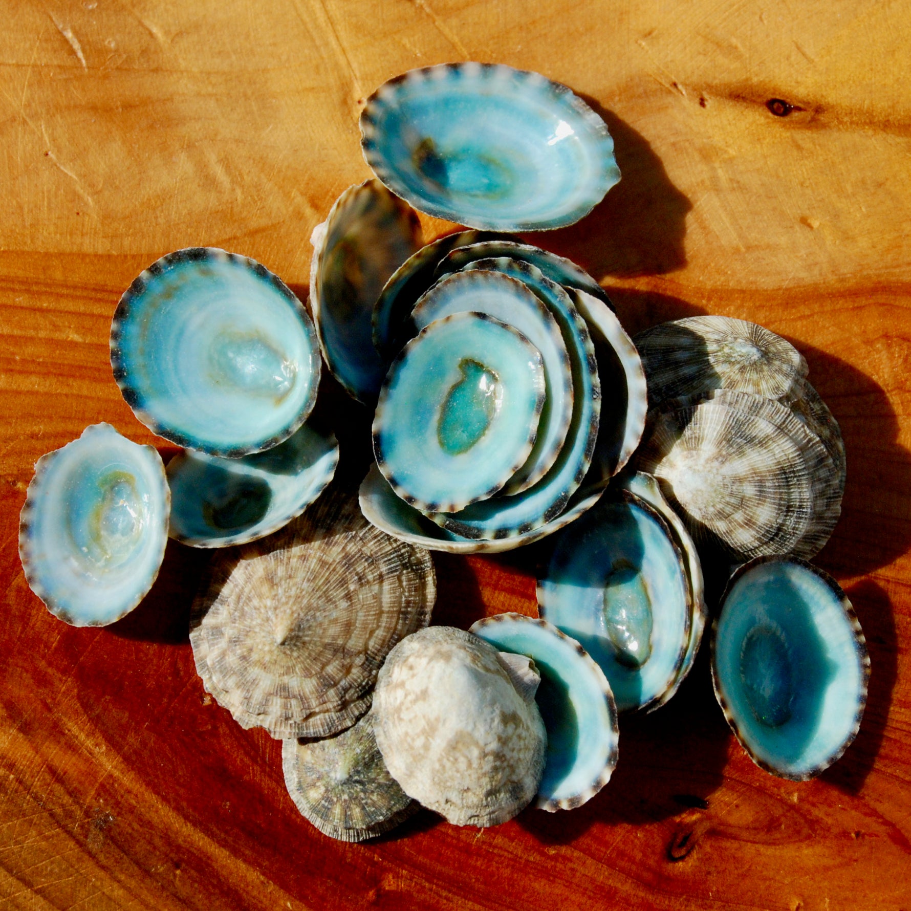Green Limpet Shells Natural Seashell 