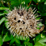 Dried Puffer Fish Specimen, Dried Porcupine Fish Specimen