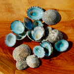 Green Limpet Shells Natural Seashell 