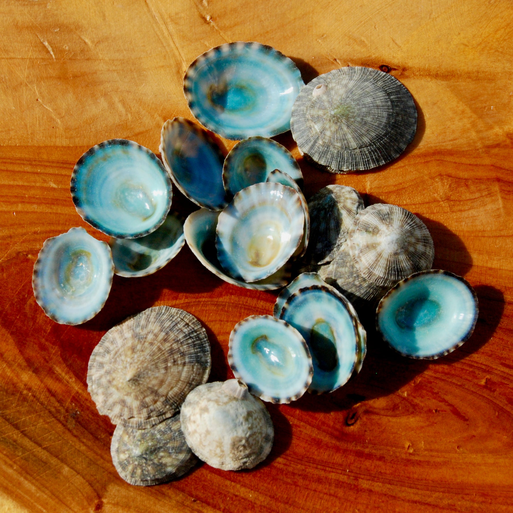Green Limpet Shells Natural Seashell 