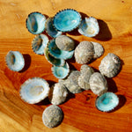 Green Limpet Shells Natural Seashell 