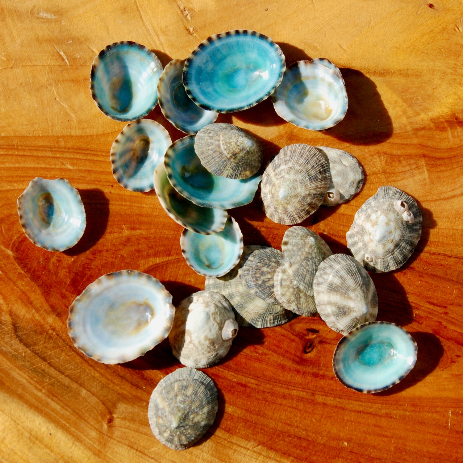 Green Limpet Shells Natural Seashell 