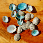 Green Limpet Shells Natural Seashell 