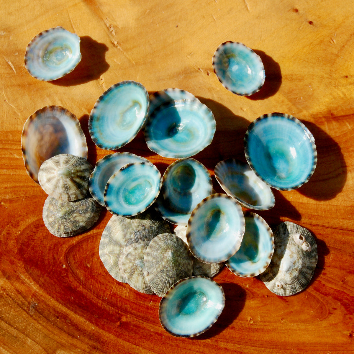 Green Limpet Shells Natural Seashell 