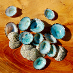 Green Limpet Shells Natural Seashell 