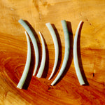 XL Dentalium Shells, Natural Tusk Seashell
