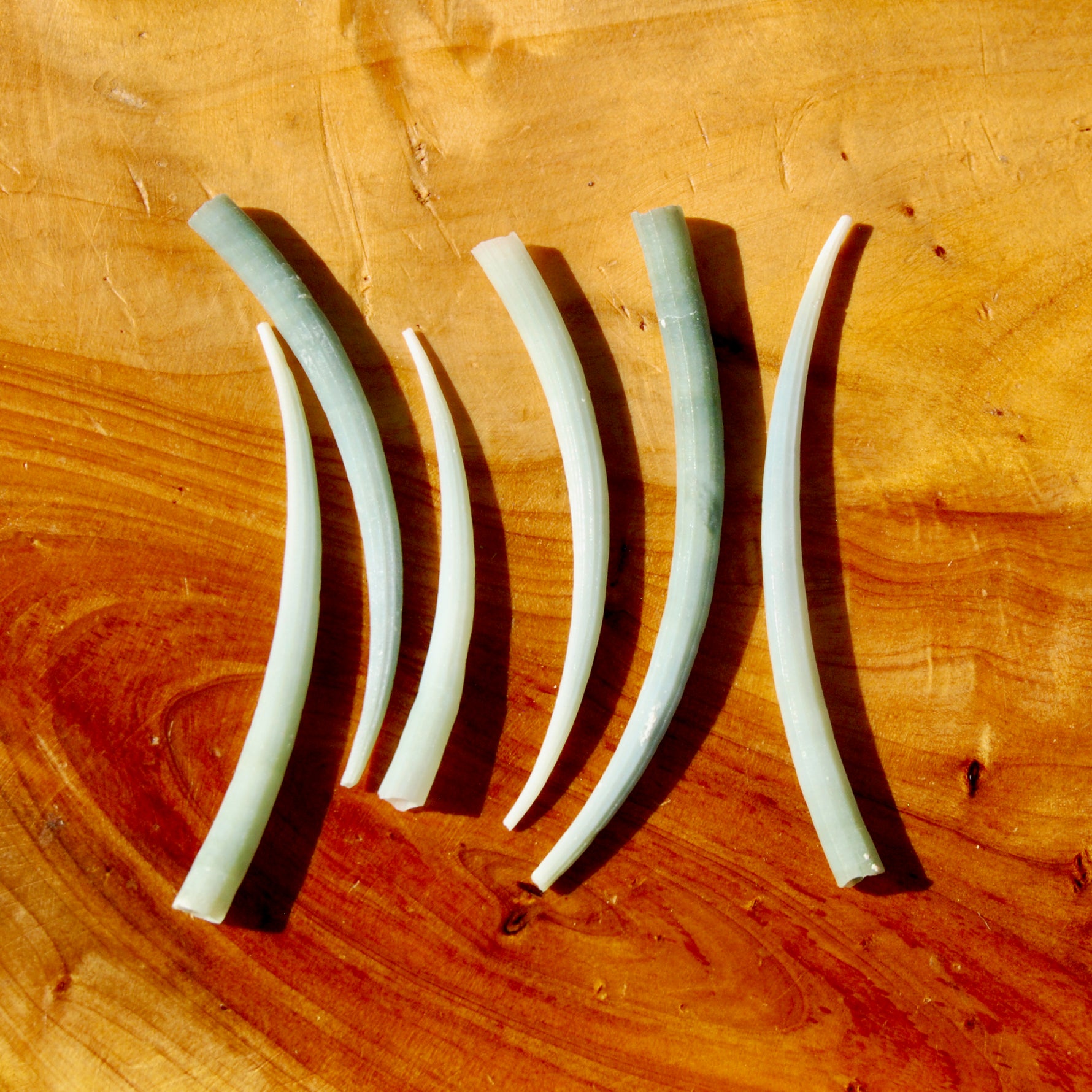 XL Dentalium Shells, Natural Tusk Seashell