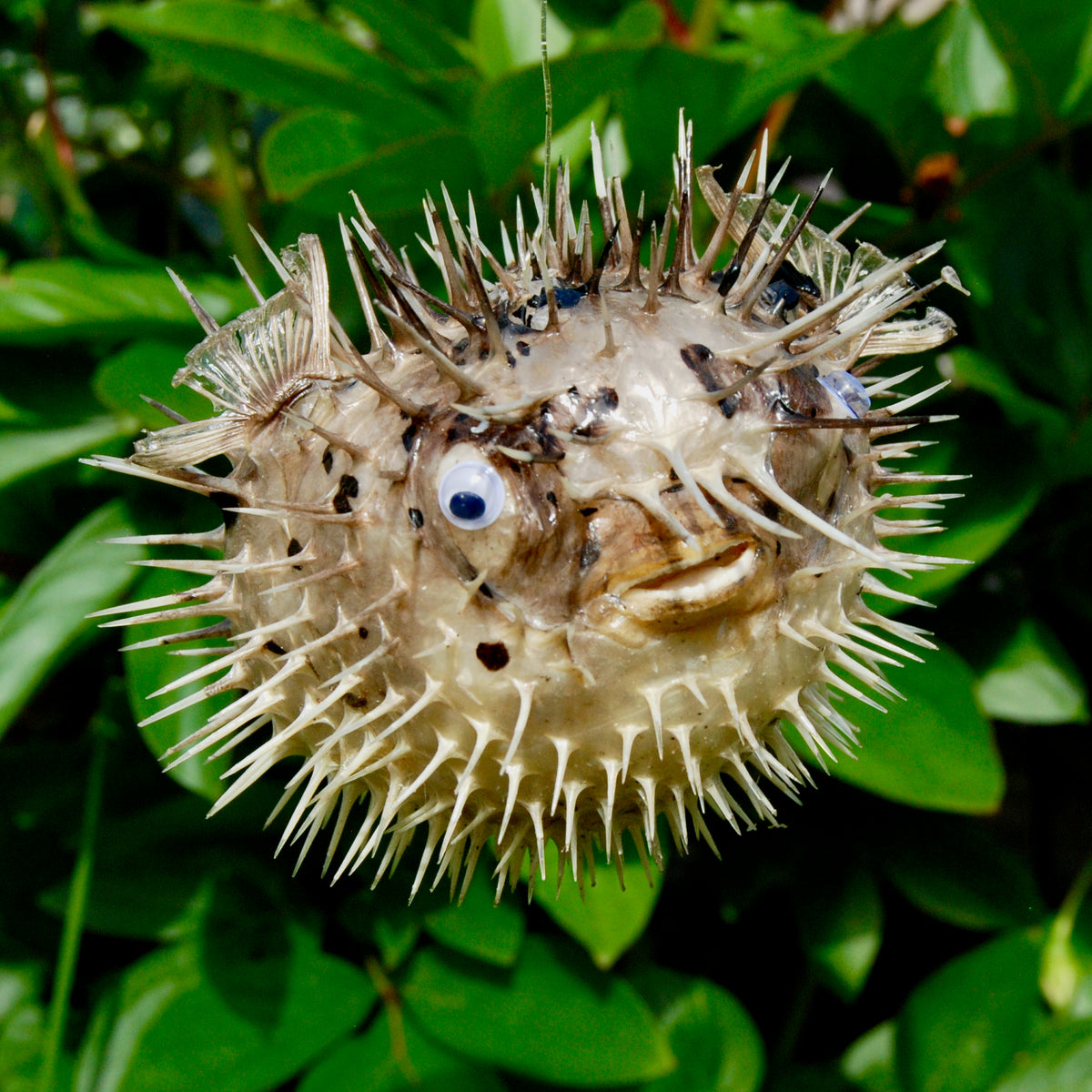 Dried Puffer Fish Specimen, Dried Porcupine Fish Specimen