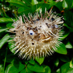 Dried Puffer Fish Specimen, Dried Porcupine Fish Specimen