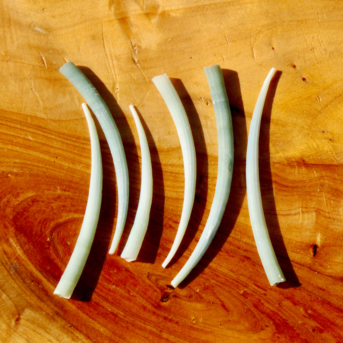 XL Dentalium Shells, Natural Tusk Seashell