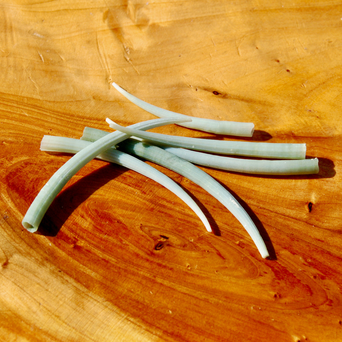 XL Dentalium Shells, Natural Tusk Seashell