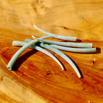 XL Dentalium Shells, Natural Tusk Seashell