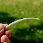 XL Dentalium Shells, Natural Tusk Seashell