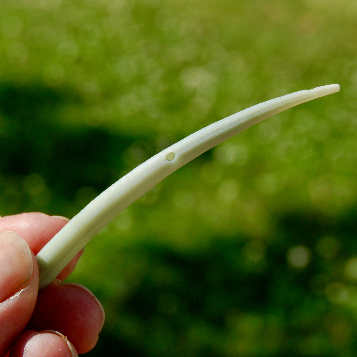 XL Dentalium Shells, Natural Tusk Seashell