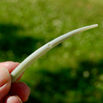 XL Dentalium Shells, Natural Tusk Seashell