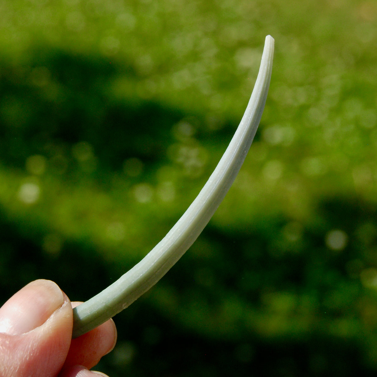XL Dentalium Shells, Natural Tusk Seashell
