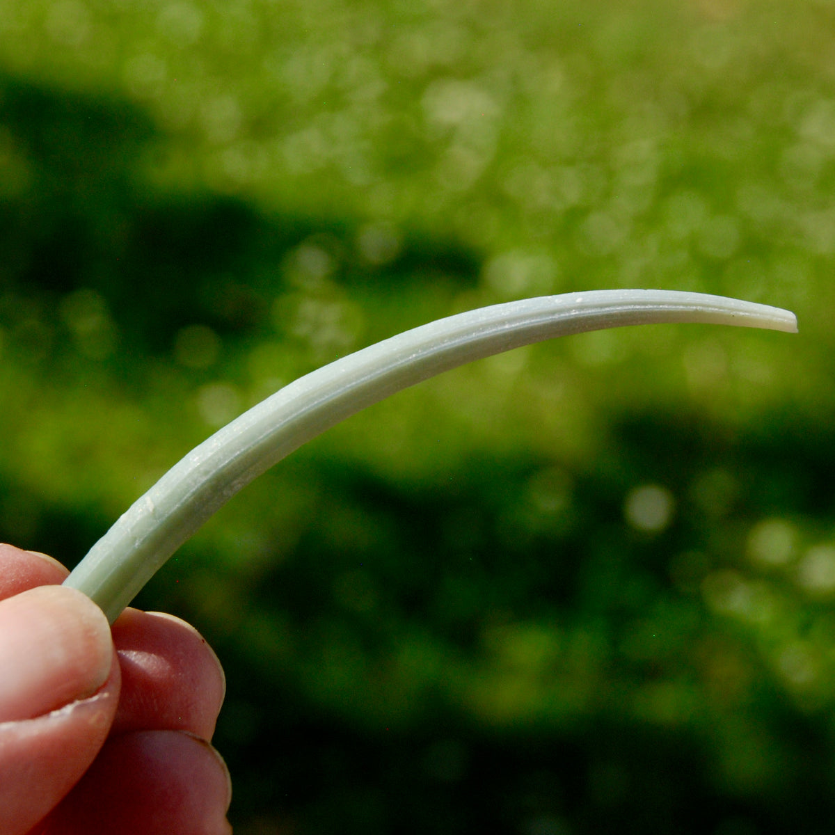 XL Dentalium Shells, Natural Tusk Seashell
