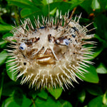 Dried Puffer Fish Specimen, Dried Porcupine Fish Specimen