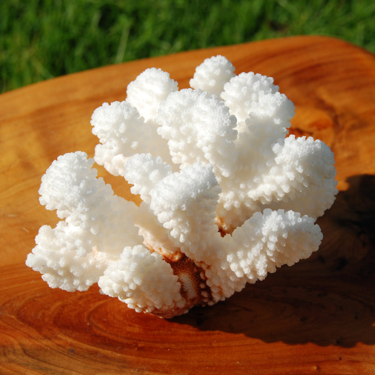 Cat’s Paw Coral Specimen