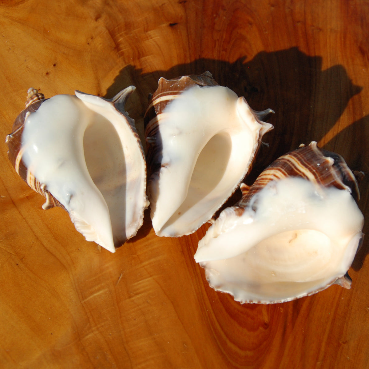 King Crown Conch Shell, Natural Melongena corona Seashells for sale