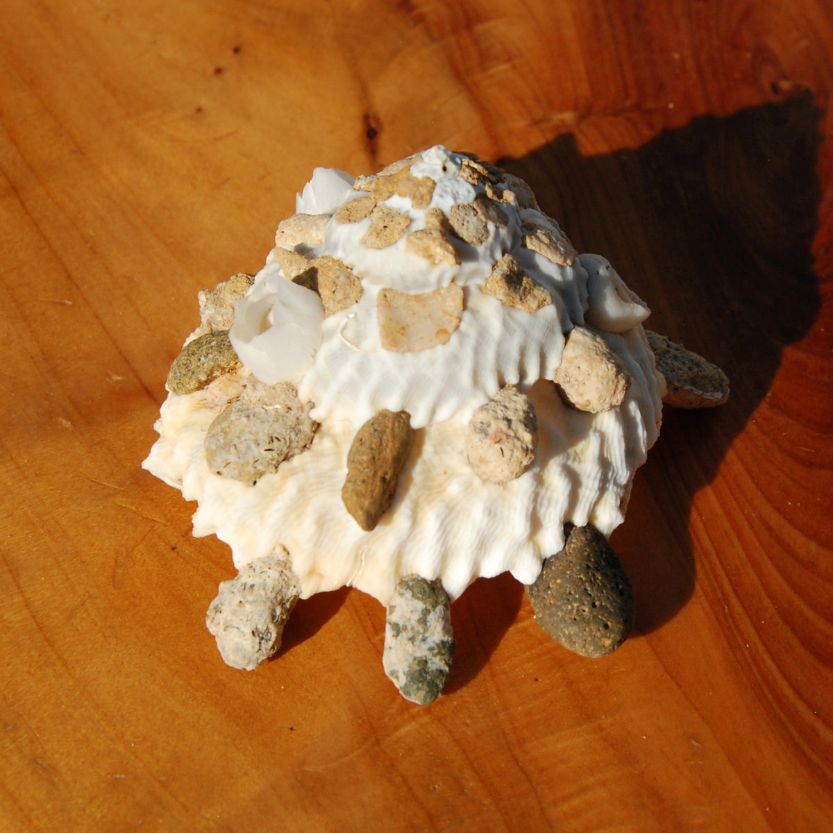 Carrier Shell Xenophoridae Seashell for sale
