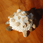 Carrier Shell Xenophoridae Seashell for sale