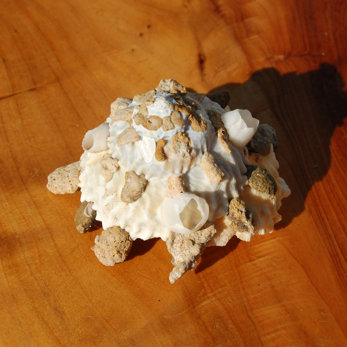 Carrier Shell Xenophoridae Seashell for sale