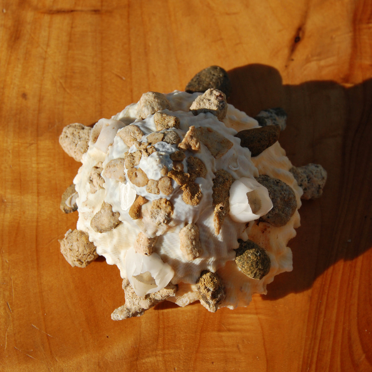 Carrier Shell Xenophoridae Seashell for sale